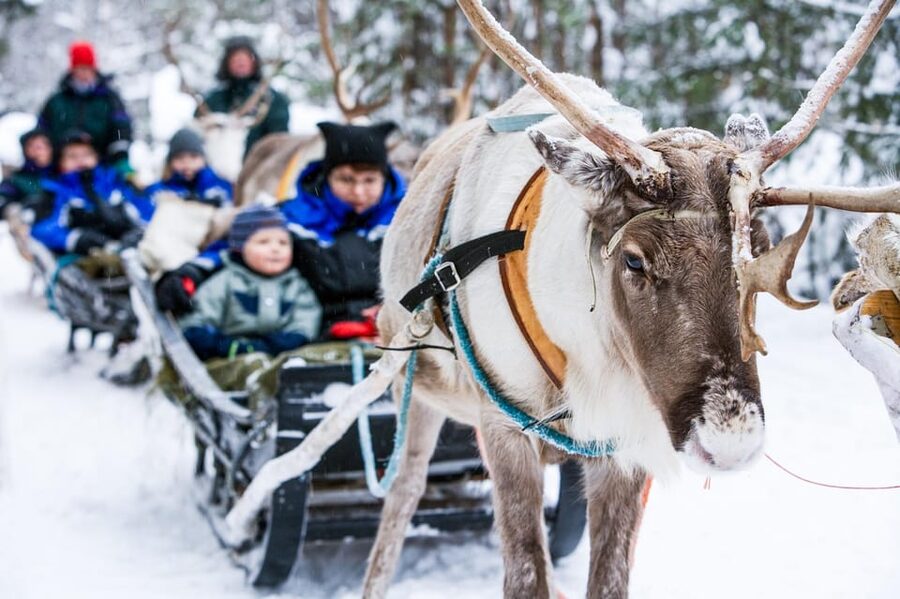 Rovaniemi: Reindeer Farm Visit and Sleigh Ride with transfer - Kota-Hut Stories: Where the Experience Becomes Cultural, Not Just Cute
