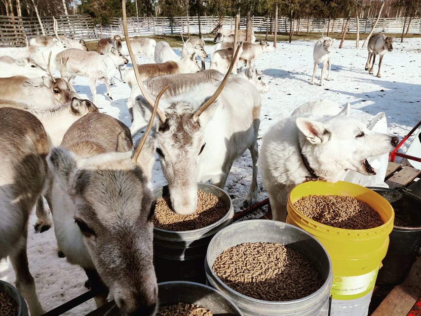 Rovaniemi: Reindeer Farm Visit and Sleigh Ride with transfer - Price and Value: Is $117 for Two Hours Worth It?