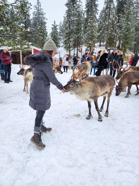 Rovaniemi: Reindeer Farm Visit and Sleigh Ride with transfer - Meeting the Herd: Feeding, Photos, and Getting the Real Feel