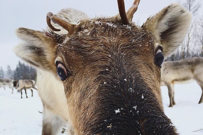 ROVANIEMI: Reindeer Farm Visit and Walking - Key highlights before you go