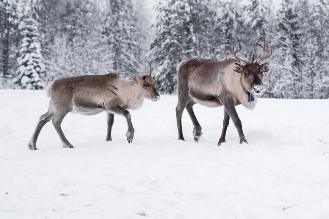 ROVANIEMI: Reindeer Farm Visit and Walking - Timing, duration, and why the morning start helps