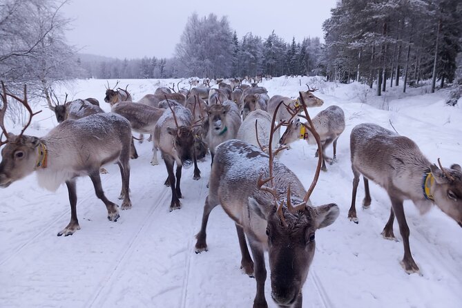 ROVANIEMI: Reindeer Farm Visit and Walking - What to wear: light winter clothing is included, thermal layers are on you