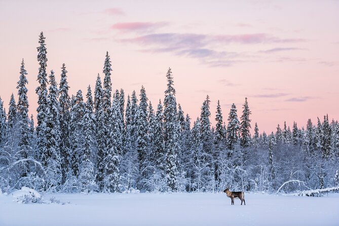 ROVANIEMI: Reindeer Farm Visit and Walking - Stop 1: the reindeer farm, Sámi stories, and seeing daily herding tools