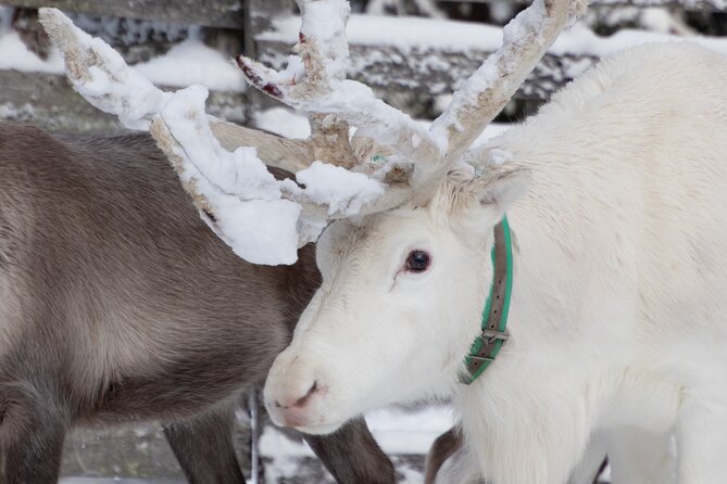 ROVANIEMI: Reindeer Farm Visit and Walking - Hand-feeding the reindeer: how to do it smoothly and respectfully