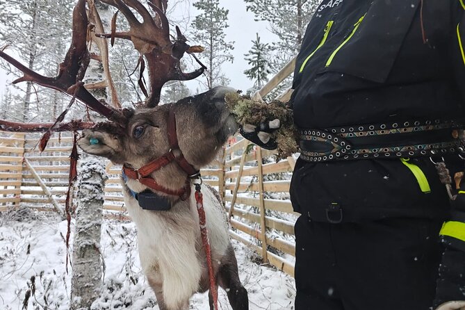 ROVANIEMI: Reindeer Farm Visit and Walking - Warming up by the fire: hot drinks, snacks, and the human side of the farm