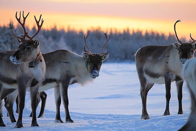 ROVANIEMI: Reindeer Farm Visit and Walking - Price and value: what $119.27 buys you (and what it doesn’t)