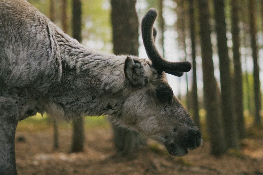 Rovaniemi: Reindeer Farm Visit with Photographer - The drive from Rovaniemi: short ride, real winter setting