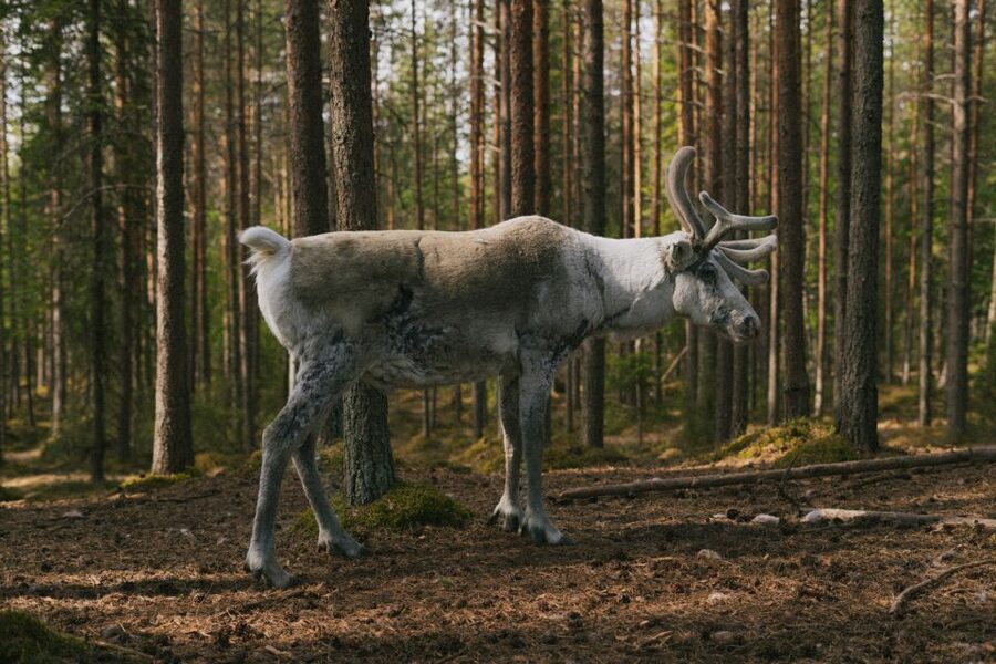 Rovaniemi: Reindeer Farm Visit with Photographer - The warm-up portion: hot juice, cookies, and slower conversations