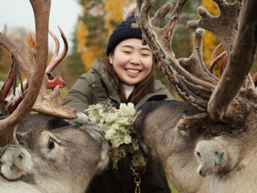 Rovaniemi: Reindeer Farm Visit with Photographer - Price and value in Rovaniemi: is $139 worth it?