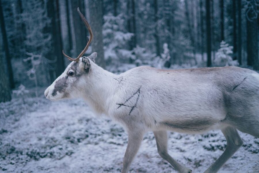 Rovaniemi: Reindeer Farm Visit with Photographer - Who should book this reindeer farm with photographer