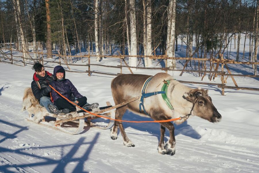Rovaniemi: Reindeer Farm Visit with Photographer - Should you book this Rovaniemi reindeer farm photographer tour?