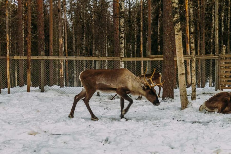 Rovaniemi: Reindeer Farm Visit with Sleigh Ride & Pickup - Lapland Reindeer Magic With Rovaniemi Pickup and a Small Group