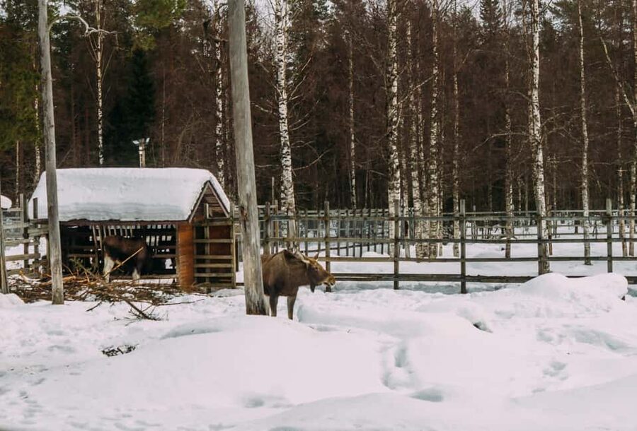 Rovaniemi: Reindeer Farm Visit with Sleigh Ride & Pickup - Raitola Reindeer and Husky Farm: Meeting the Herders and Learning the Traditions