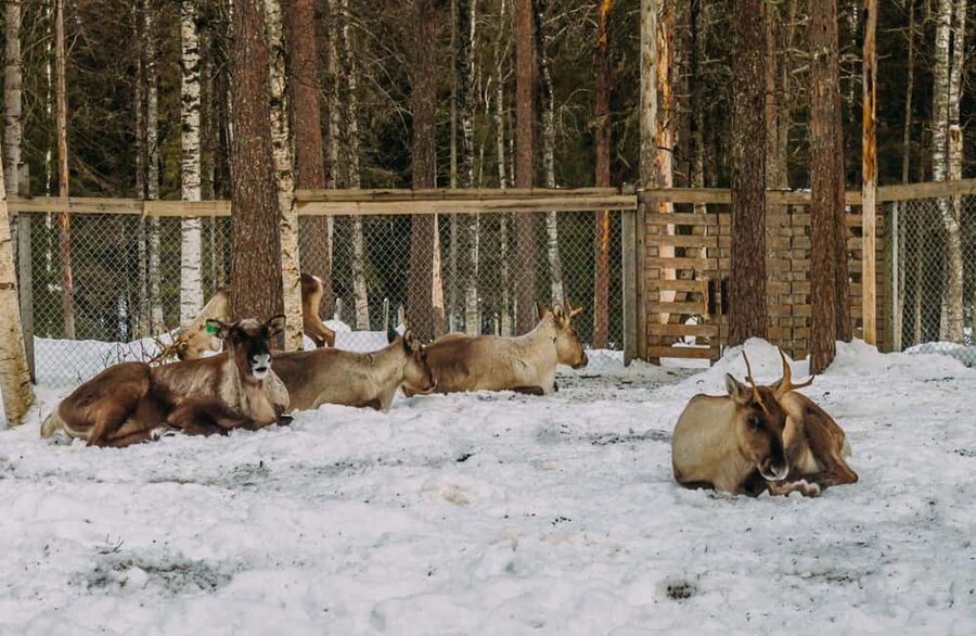 Rovaniemi: Reindeer Farm Visit with Sleigh Ride & Pickup - The Van Ride and Those “Secret” Stops: Horse Riding and Camp Time