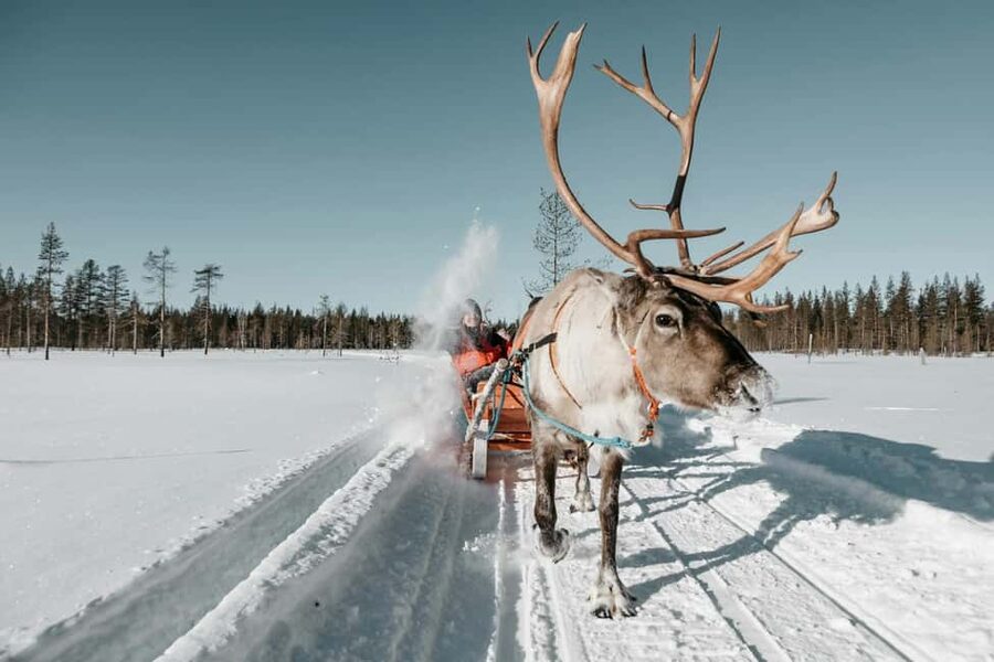 Rovaniemi: Reindeer Farm Visit with Sleigh Ride & Snacks - Key things to know before you go