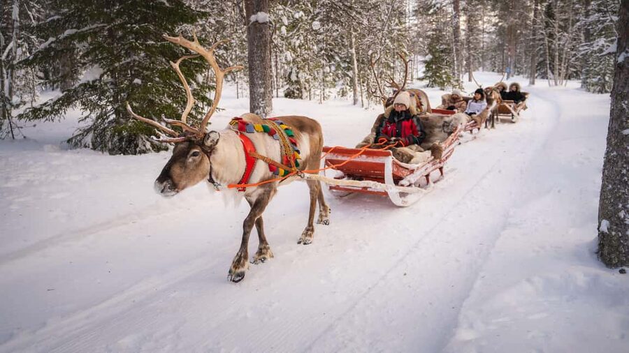 Rovaniemi: Reindeer Farm Visit with Sleigh Ride & Snacks - The sleigh ride: 400 to 500 meters of winter joy