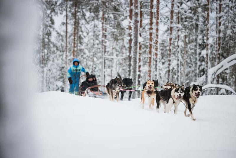 Rovaniemi: Reindeer, Huskies & Santa Claus Village - Lunch with Lapland comfort: salmon soup and herder stories