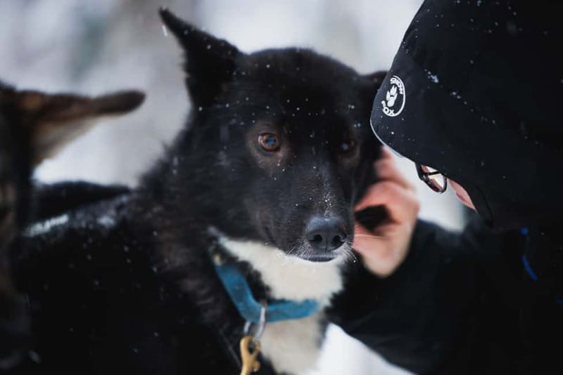Rovaniemi: Reindeer, Huskies & Santa Claus Village - Winter clothing and comfort: the difference between fun and misery