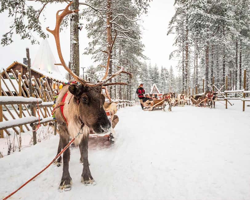 Rovaniemi: Reindeer & Husky Ride with Santa Claus Village - Transfers, Timing, and What You Save by Letting Someone Else Drive