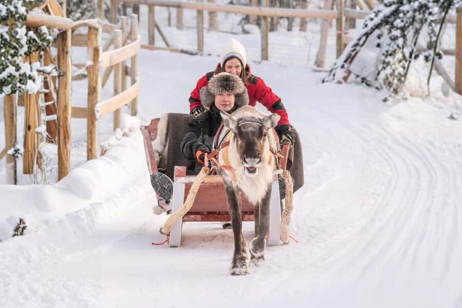 Rovaniemi: Reindeer Safari at 200-Year-Old Farm & Sled Ride - Key points to know before you go