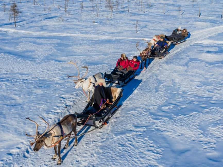 Rovaniemi: Reindeer Safari at 200-Year-Old Farm & Sled Ride - 2.5 km on a traditional sled: pace, comfort, and views