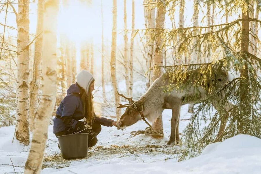 Rovaniemi: Reindeer Safari at 200-Year-Old Farm & Sled Ride - The heart of the day: a 200-year-old reindeer farm
