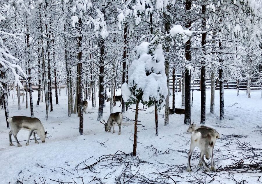 Rovaniemi: Reindeer Sleigh Ride with Hot Drink and Cookies - Key highlights worth getting excited about