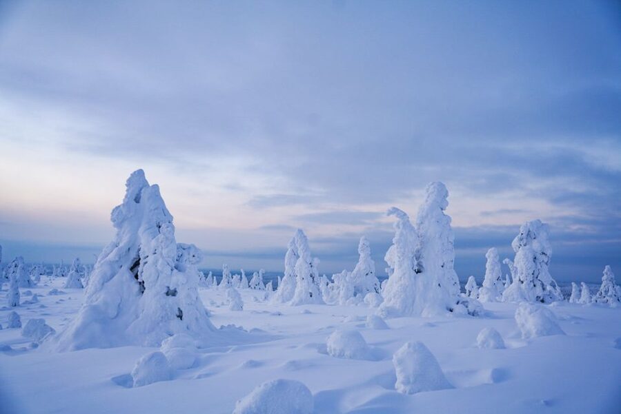 Rovaniemi: Riisitunturi National Park Day Trip with Lunch - The 4 km Hike Through Riisitunturi: Marshmallow Trees and Real Winter Timing