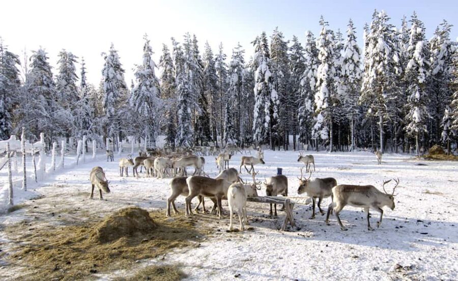 Rovaniemi: Saami Reindeer Farm Visit & Sleigh Ride - Should You Book This Rovaniemi Sámi Reindeer Farm Tour?