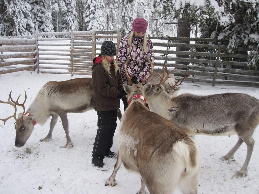 Rovaniemi: Saami Reindeer Farm Visit & Sleigh Ride - Meet The Sámi Reindeer Herd And Learn Why They Matter
