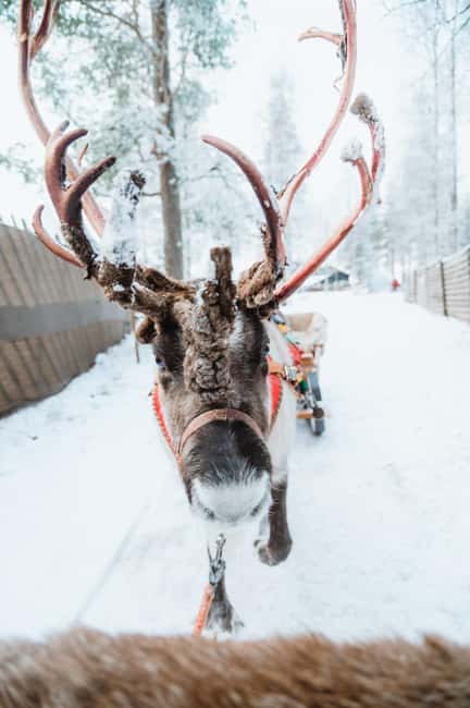 Rovaniemi: Santa Claus Village, Husky & Reindeer Tour - Key highlights worth planning for