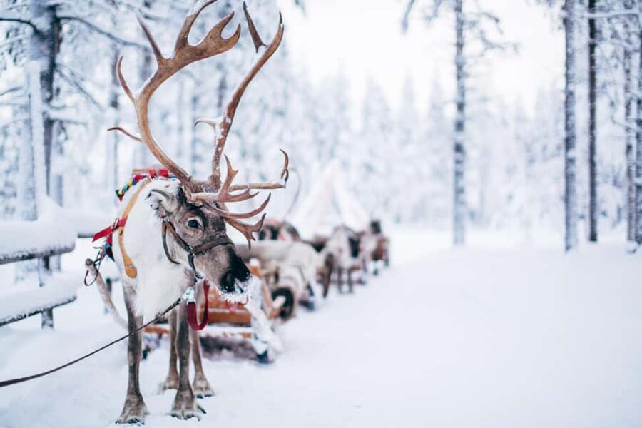 Rovaniemi: Santa Claus Village, Husky & Reindeer Tour - Husky and reindeer farm: petting, learning, and riding safely