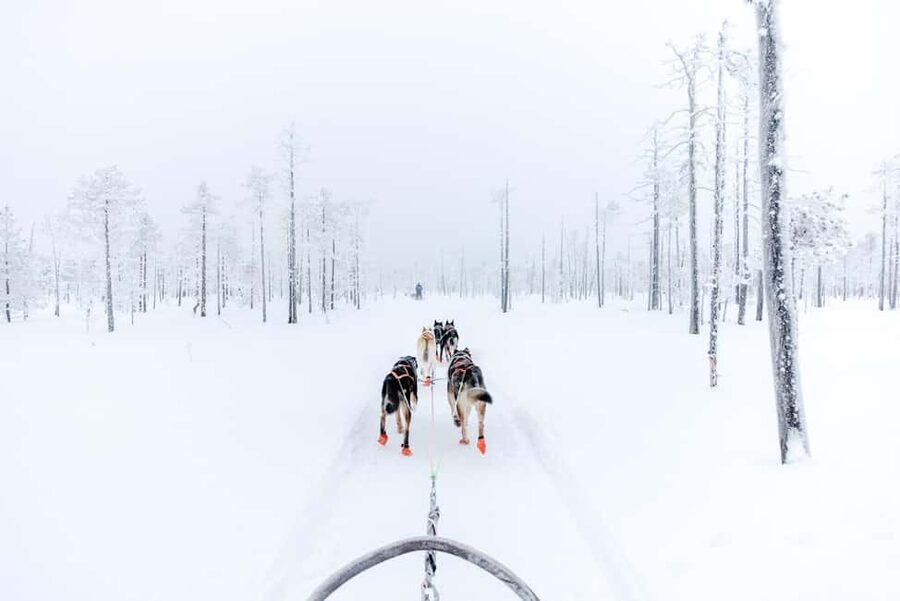 Rovaniemi: Santa Claus Village, Husky & Reindeer Tour - Cozy campfire ending with hot berry juice, marshmallows, and stories