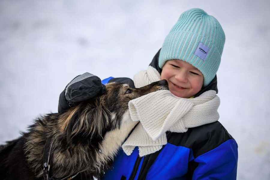 Rovaniemi: Santa Claus Village, Husky & Reindeer Tour - Price and value: is about $281 per person fair for a 6-hour family day?