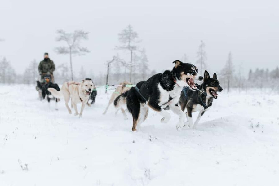 Rovaniemi: Santa Claus Village, Husky & Reindeer Tour - Who should book this Santa Claus Village, husky, and reindeer tour