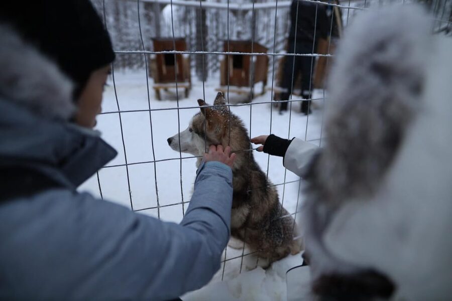 Rovaniemi: Santa Claus Village Tour Huskies & Reindeer ride - Huskies in Lapland: petting, learning, and the seasonal sled ride