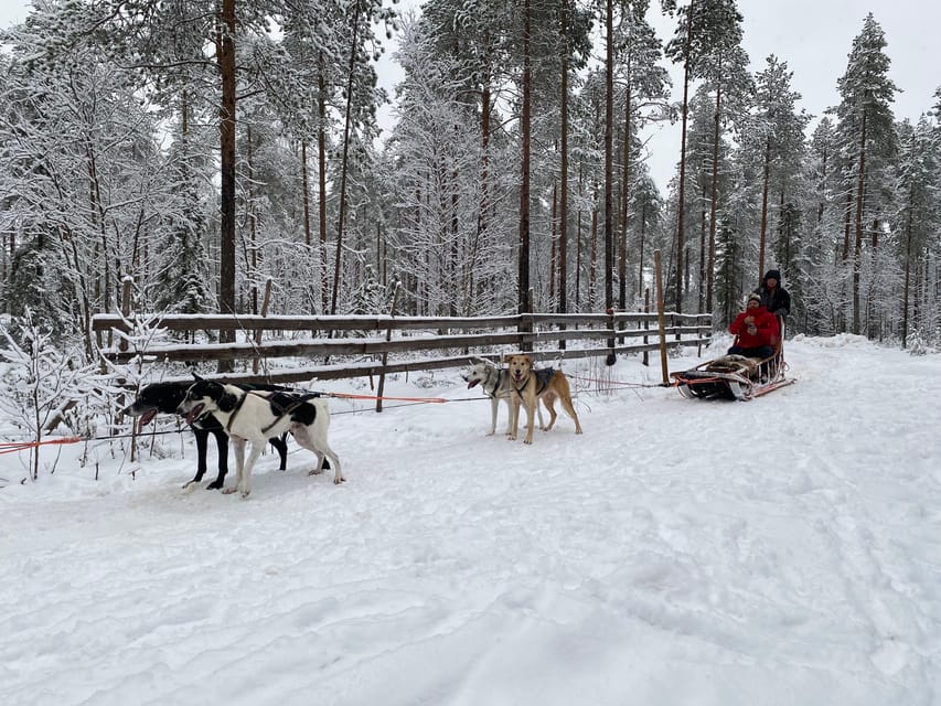 Rovaniemi: Santa Claus Village Tour Huskies & Reindeer ride - Price and value: what $235 buys in a 4.5-hour tour