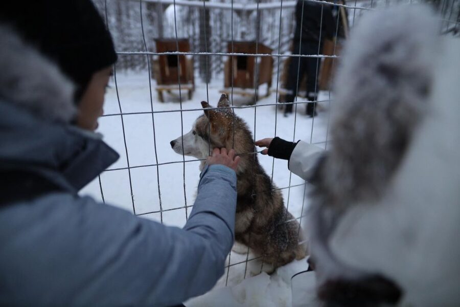 Rovaniemi: Santa Claus Village Tour Huskies & Reindeer Visit - Husky park time: pet Siberian huskies and meet the puppies