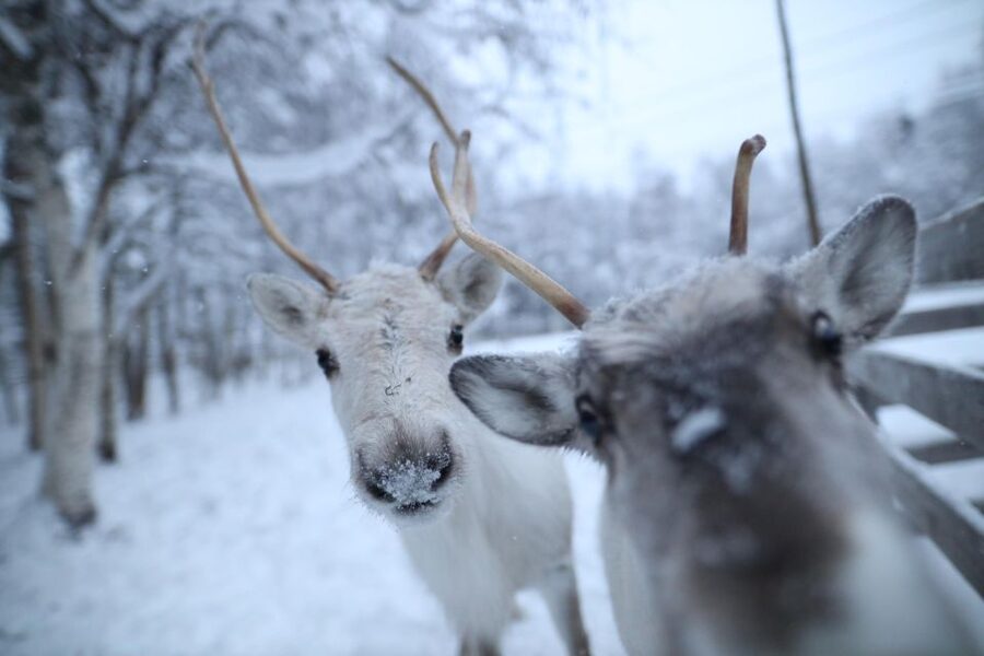 Rovaniemi: Santa Claus Village Tour Huskies & Reindeer Visit - Group size, guides, and keeping the day comfortable