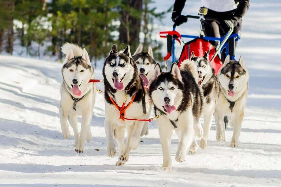 Rovaniemi: Santa Claus Village with Husky & Reindeer Ride - Practical tips for a smoother Arctic day