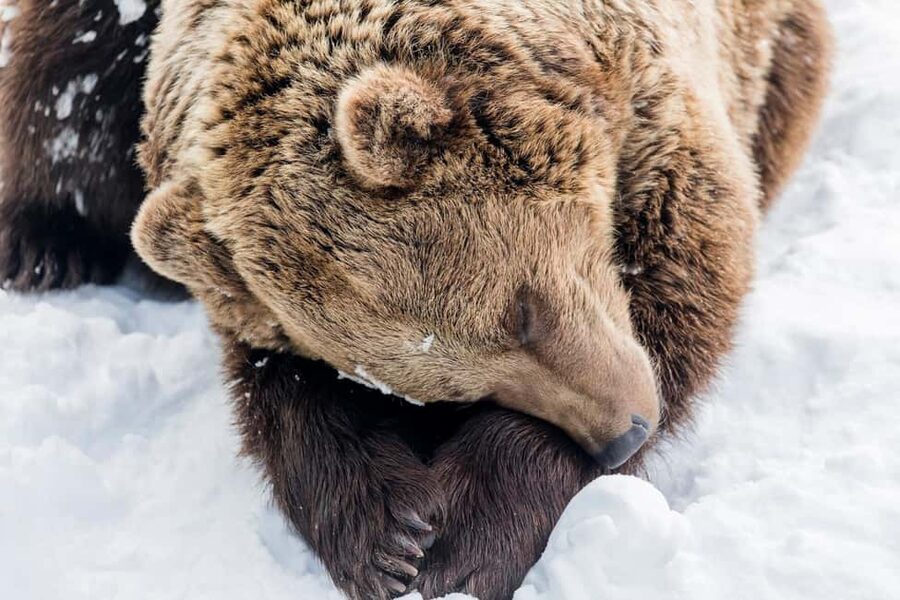 Rovaniemi: Santa, Reindeer & Ranua Zoo with Private Tour - Ranua Wildlife Park: a long drive that turns into real Arctic nature