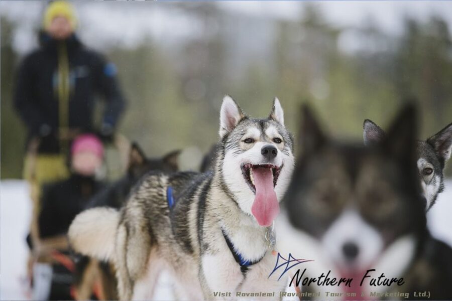 Rovaniemi: Santa's Reindeer and Husky Safari with Aurora BBQ - Key takeaways before you go