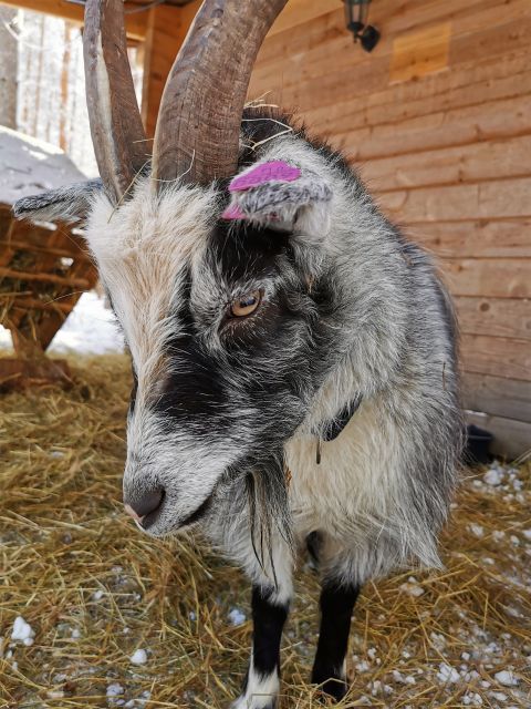 Rovaniemi: Santa's Reindeer and Husky Safari with Aurora BBQ - Morning Pickup and the 500m Husky Safari in Rovaniemi