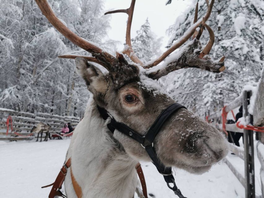 Rovaniemi: Santa's Reindeer and Husky Safari with Aurora BBQ - Santa Village Time Around 12:30, Then a Real Break Before Aurora