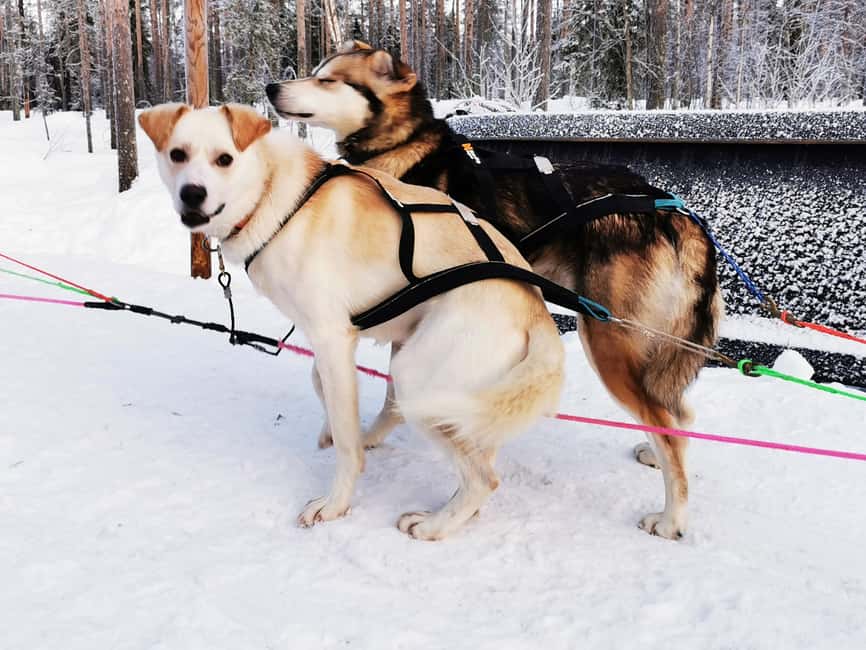 Rovaniemi: Santa's Reindeer and Husky Safari with Aurora BBQ - Price and Value: Is $281 per Person Reasonable?
