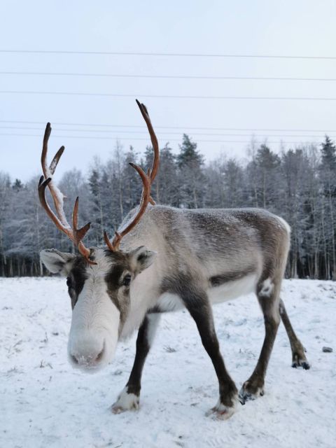 Rovaniemi: Santa's Reindeer and Husky Safari with Aurora BBQ - What to Bring, Weather Reality, and Who This Tour Fits Best