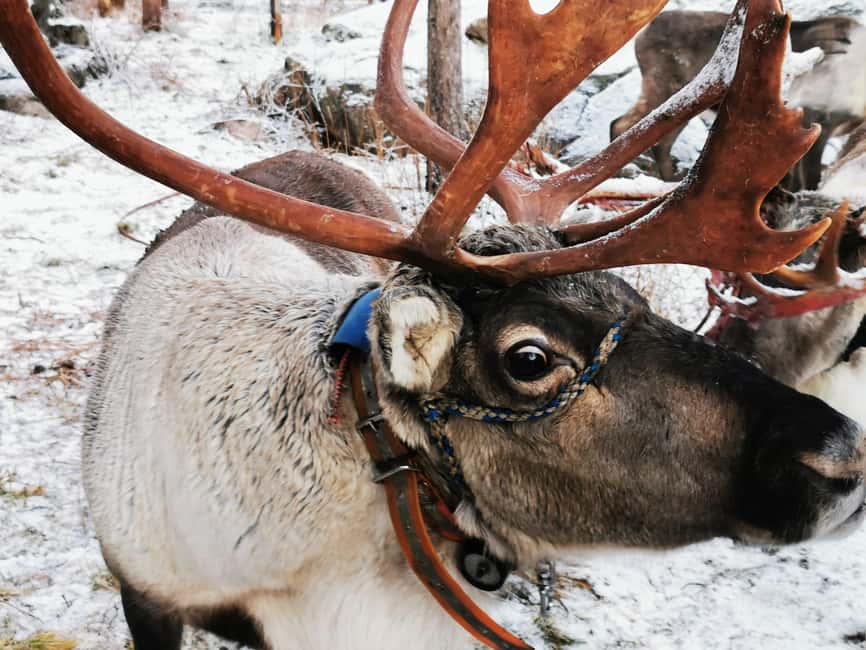 Rovaniemi: Santa's Reindeer and Husky Safari with Aurora BBQ - Arctic Reindeer Meet-Up and the 400m Ride You Can Actually Enjoy