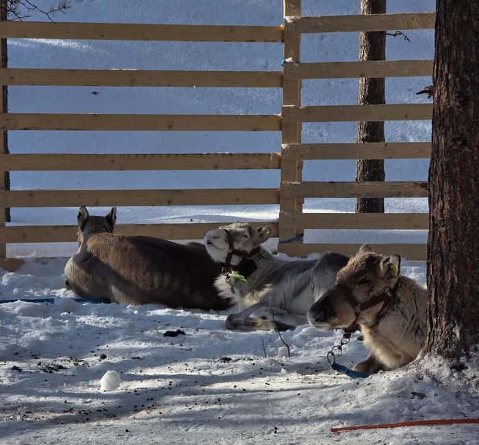 Rovaniemi:Self-drive Husky safari with a Reindeer Farm visit - Key things to know before you go