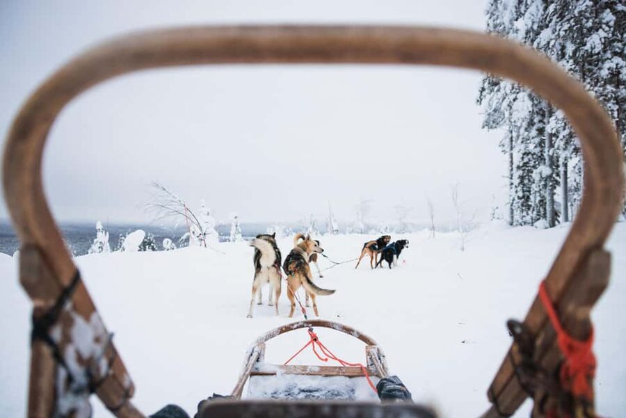 Rovaniemi: Self-Driving Husky Tour 7-kilometers - Husky magic in Rovaniemi, with a real mushing feel