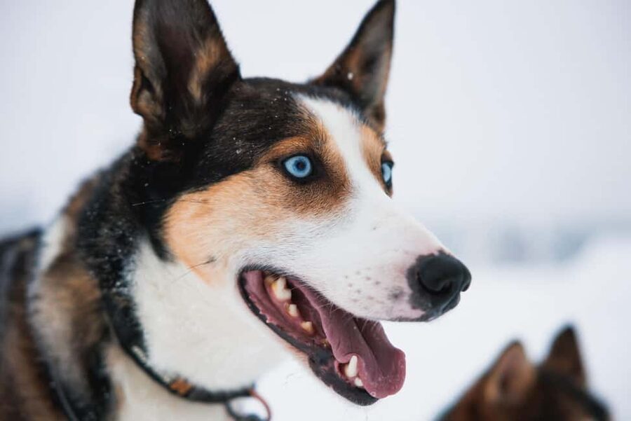 Rovaniemi: Self-Driving Husky Tour 7-kilometers - What the tour covers in 2 hours (and why the timing feels right)
